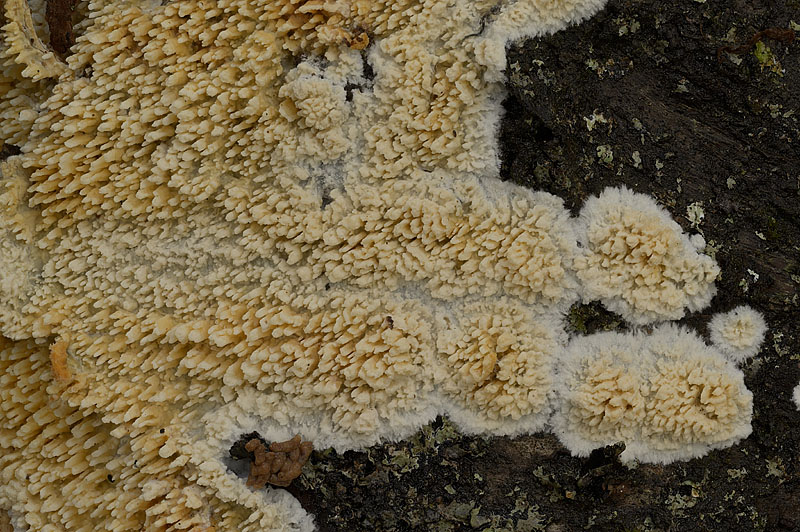 Basidioradulum radula